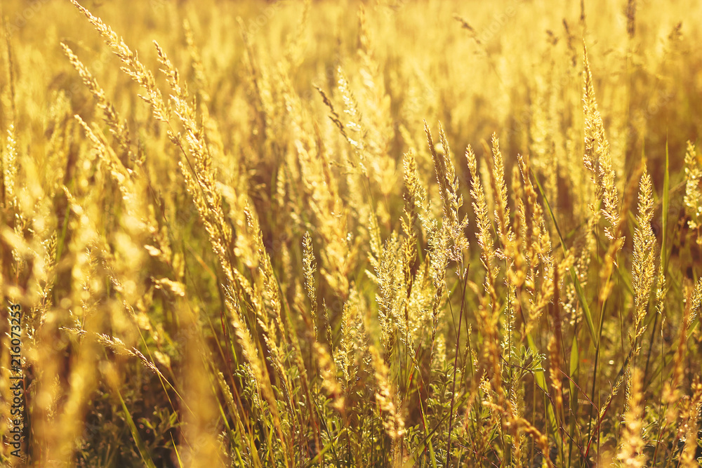 Fototapeta premium summer grass. toned. natural background.