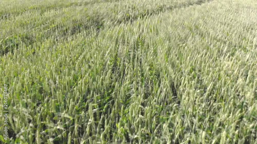 Low drone flight over wheel lines in wheat field in spring. Low drone flight over wheel lines in wheat field in spring.