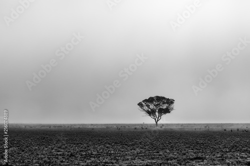 Lone tree in the desert in morning fog in South Australia