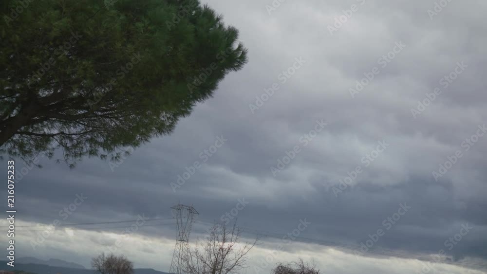 Pine Tree Crown Moved by the Wind with fast Clouds on the Background SLOWMO Pine Tree Crown Moved by the Wind with fast Clouds on the Background SLOWMO