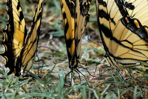 Three young male Eastern Tiger Swallowtail butterflies congregate during puddling after a rain in search of amino acids from the ground - Yates Mill County Park in Raleigh North Carolina