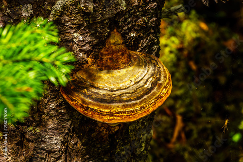 A large red Belted Bracket fungus an old tree along the hiking trail to Sticta Falls in Wells Gray Provincial Park, in British Columbia, Canada photo