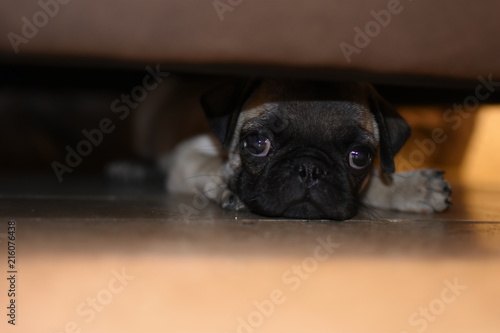 Fototapeta Naklejka Na Ścianę i Meble -  Puppy pug dog
