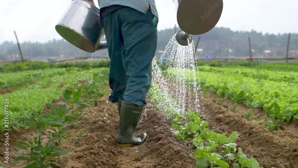 Traditional organic farmer waters crops with buckets in Asia (medium