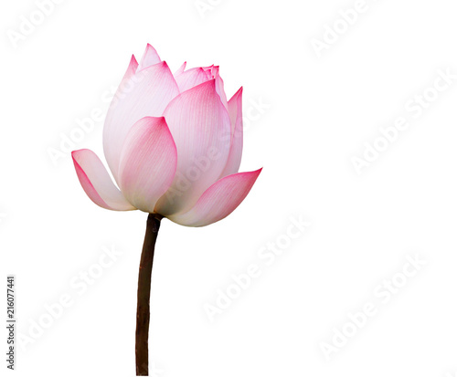 pink lotus isolate on white background