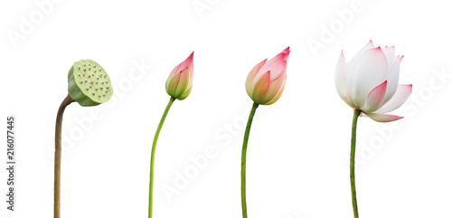 step growing lotus flower isolate on white background