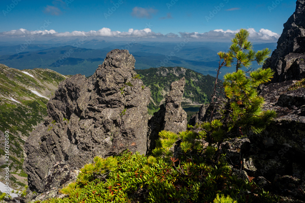 dwarf cedar on the background of a large rock and mountains