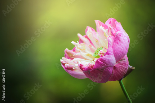 Beautiful pink lotus flower in pond on natural background