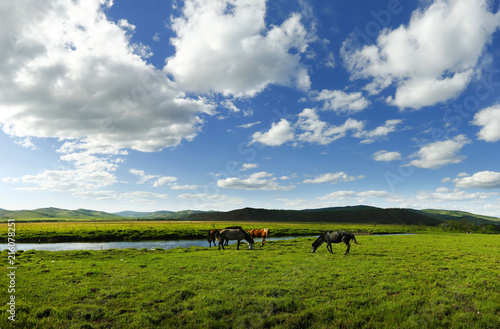 horse in the grassland of Mongolia  © MICHEL