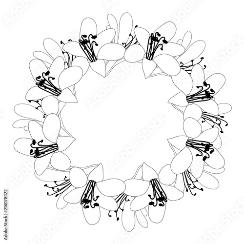Agapanthus Flower Outline W...