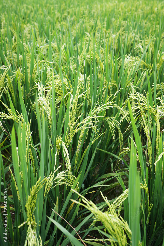 Obraz premium Bundle of Rice in the countryside of Dazhai ,Shanxi province ,China