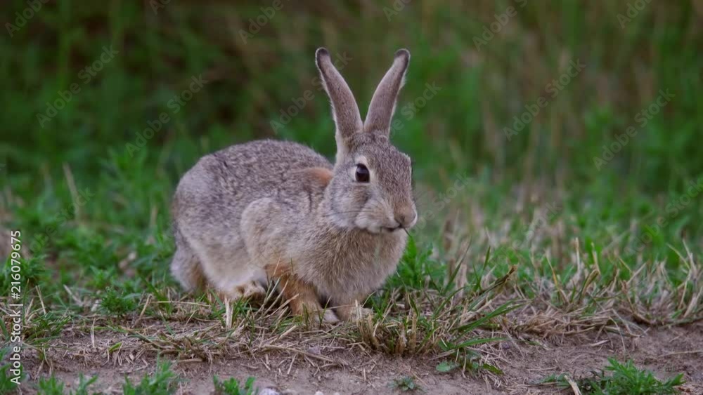 A mountain cottontail grazing in a green field A mountain cottontail grazing in a green field