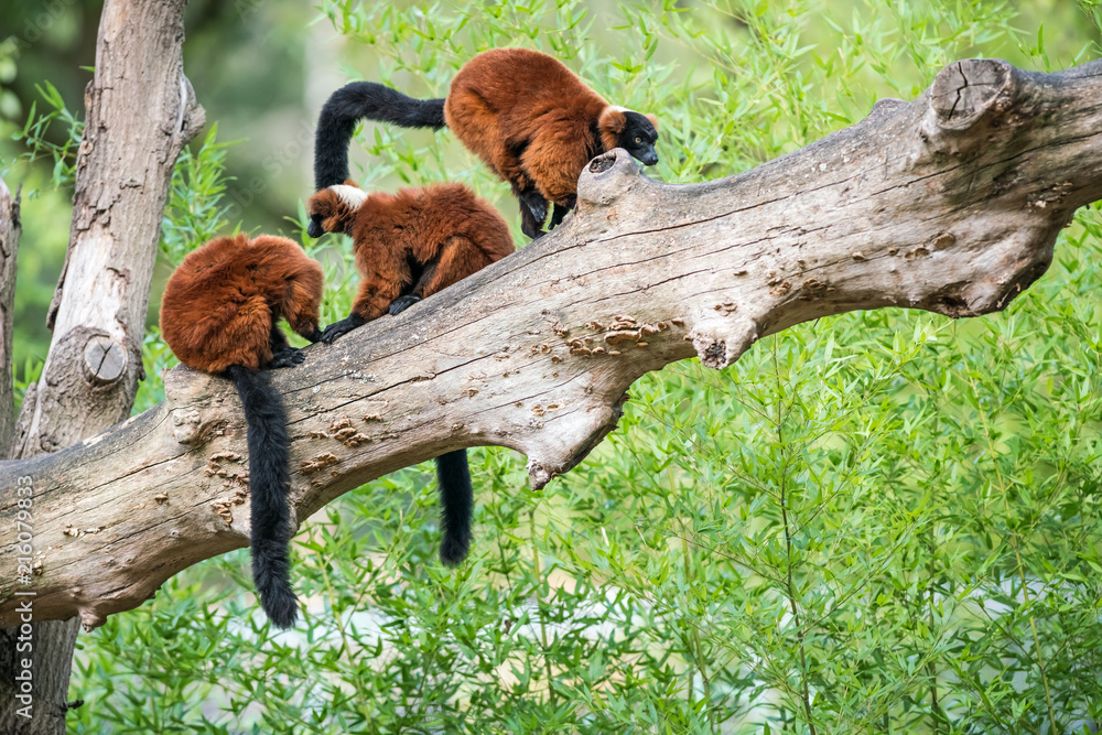 Obraz premium two Red ruffed lemur