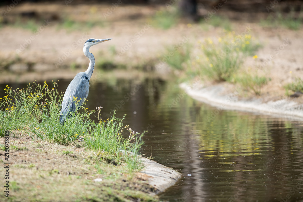 Fototapeta premium an heron in the field