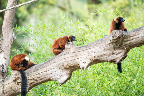 two Red ruffed lemur photo
