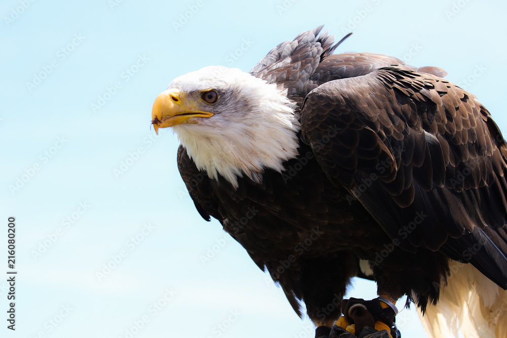 Bald Eagle
