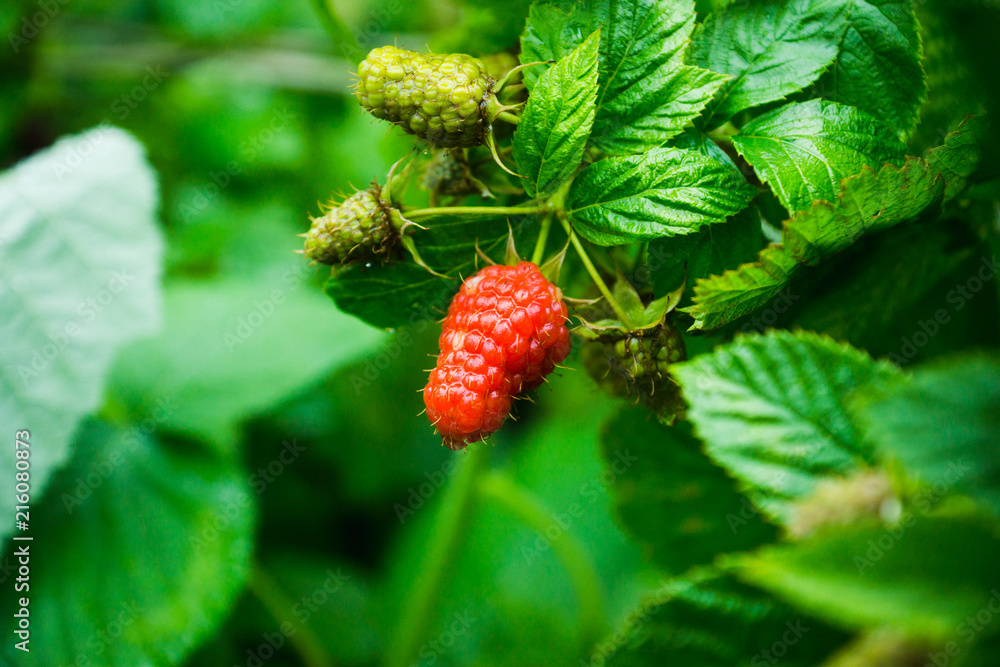 Branch with ripe raspberry in the garden. Selective focus. Shallow depth of field.