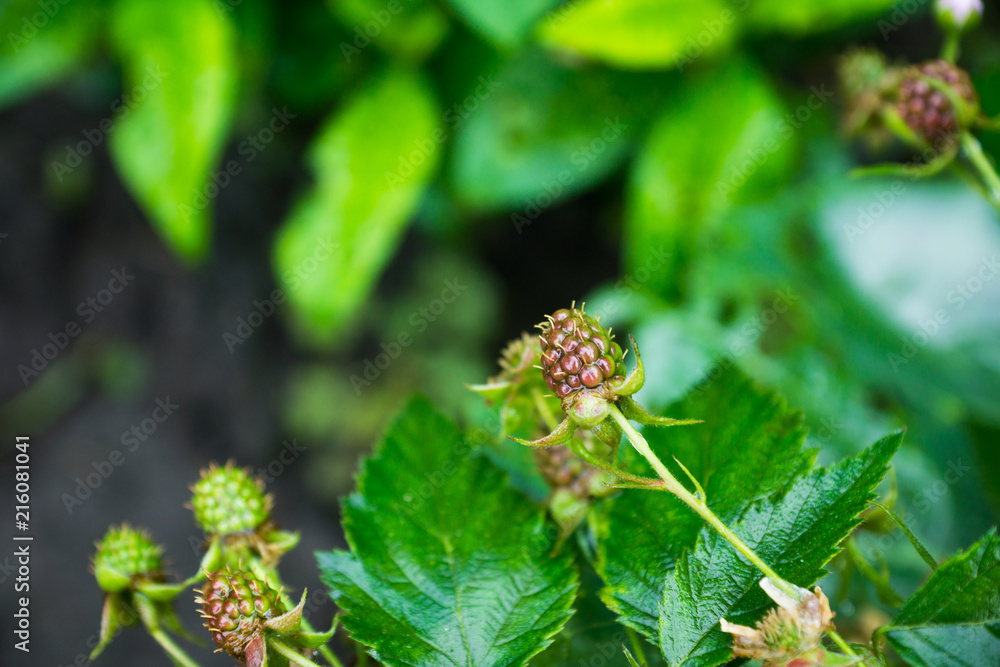 Branch with ripe raspberry in the garden. Selective focus. Shallow depth of field. Branch with ripe raspberry in the garden. Selective focus. Shallow depth of field.