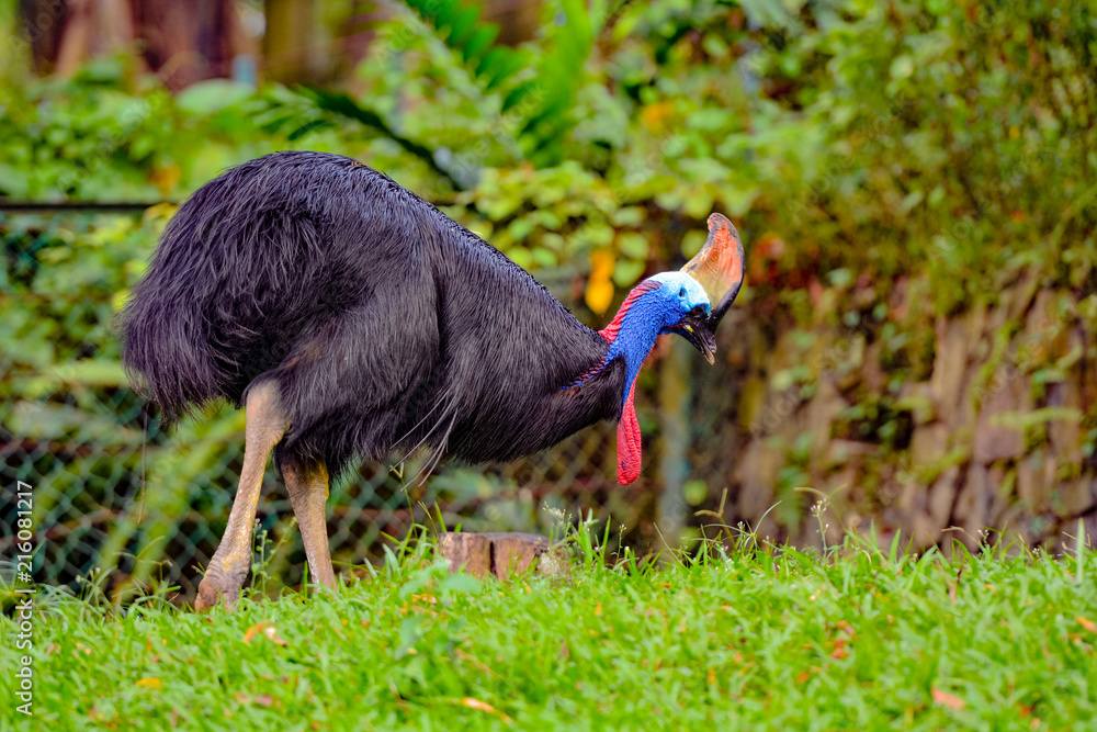 Naklejka premium View of Cassowaries (/ˈkæsəwɛəri/), genus Casuarius, are ratites (flightless birds without a keel on their sternum bone) that are native to the tropical forests