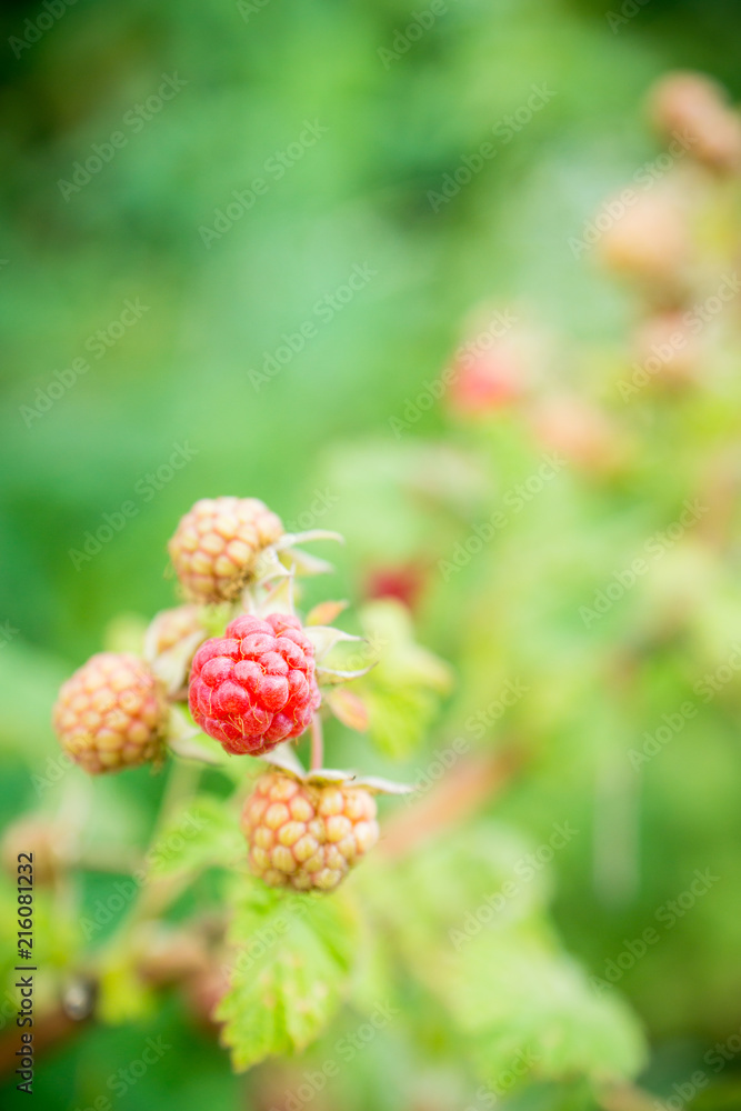 Branch with ripe raspberry in the garden. Selective focus. Shallow depth of field. Branch with ripe raspberry in the garden. Selective focus. Shallow depth of field.