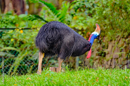 View of Cassowaries (/ˈkæsəwɛəri/), genus Casuarius, are ratites (flightless birds without a keel on their sternum bone) that are native to the tropical forests
