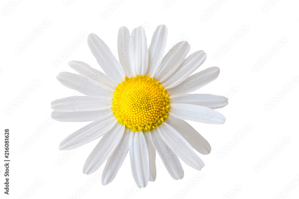 Macro shot or white camomile flower. Extreme closeup.