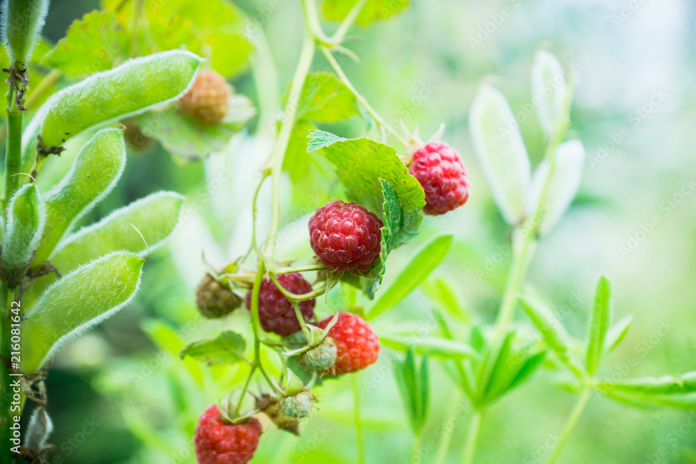 Branch with ripe raspberry in the garden. Selective focus. Shallow depth of field. Branch with ripe raspberry in the garden. Selective focus. Shallow depth of field.