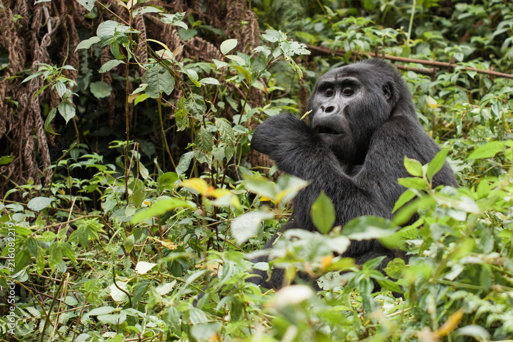 Naklejka premium Gorilla beringei beringei montagna nel parco nazionale Bwindi, a cavallo tra Repubblica Democratica del Congo eUganda