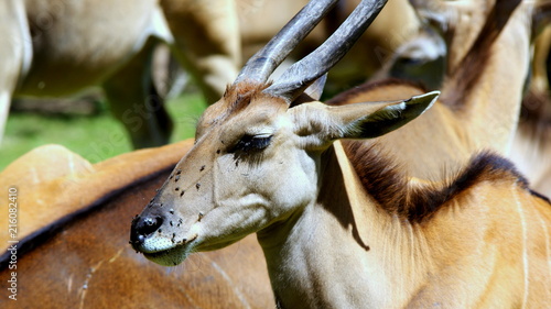 Głowa antylopy Eland, którą oblazły muchy w upalny afrykański dzień © Konrad_elx