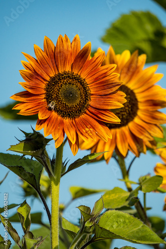 orange sunflowers in the garden under the sun with bumble bees pollinating on the stamen.