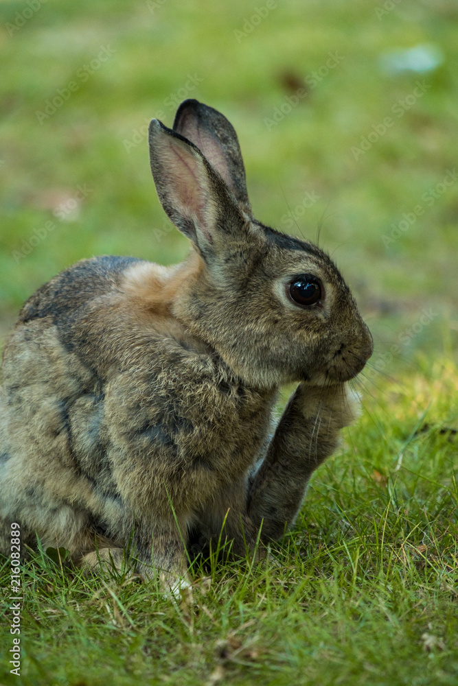 Fototapeta premium brown rabbit licking its rear foot while resting in the shade on the grass