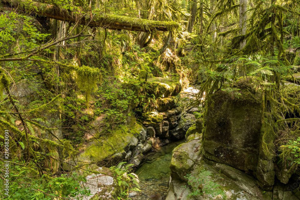 Obraz premium rocky creek with clear water and big rocks inside lush forest