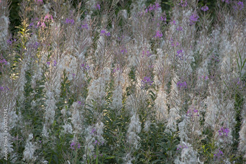 FLOWERS - willow-herb blossoms;