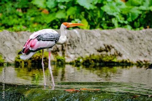 Close up view of The milky stork (Mycteria cinerea) is a medium, almost completely white plumaged stork species found predominantly in coastal mangroves in parts of Southeast Asia.