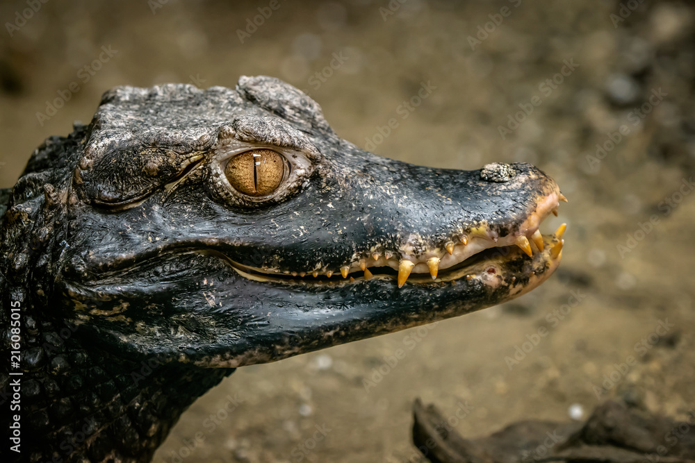 Head of a crocodile (Paleosuchus palpebrosus). Dwarf Caiman. Head of a crocodile (Paleosuchus palpebrosus). Dwarf Caiman.