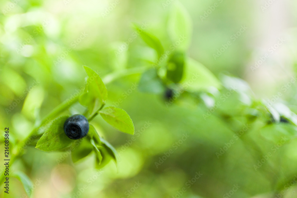 Wild blueberry bush in forest, gourmet antioxidant berry. Copy space for text. Wild blueberry bush in forest, gourmet antioxidant berry. Copy space for text.