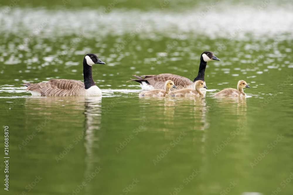 Canada goose family on a lake Canada goose family on a lake
