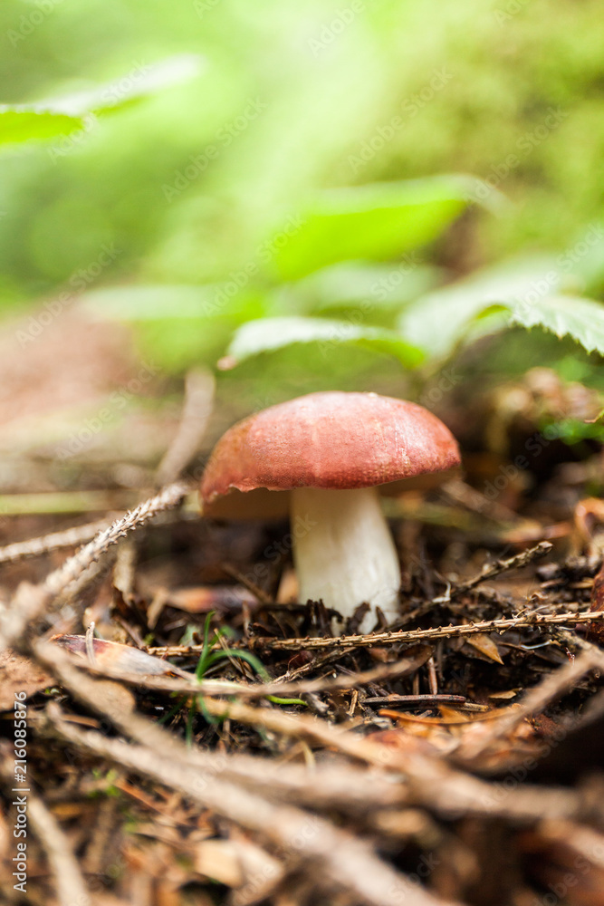 Autumn moss mushroom in forest, brown boletus. Autumn moss mushroom in forest, brown boletus.