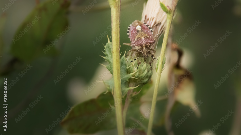 smelly bug on the bud smelly bug on the bud