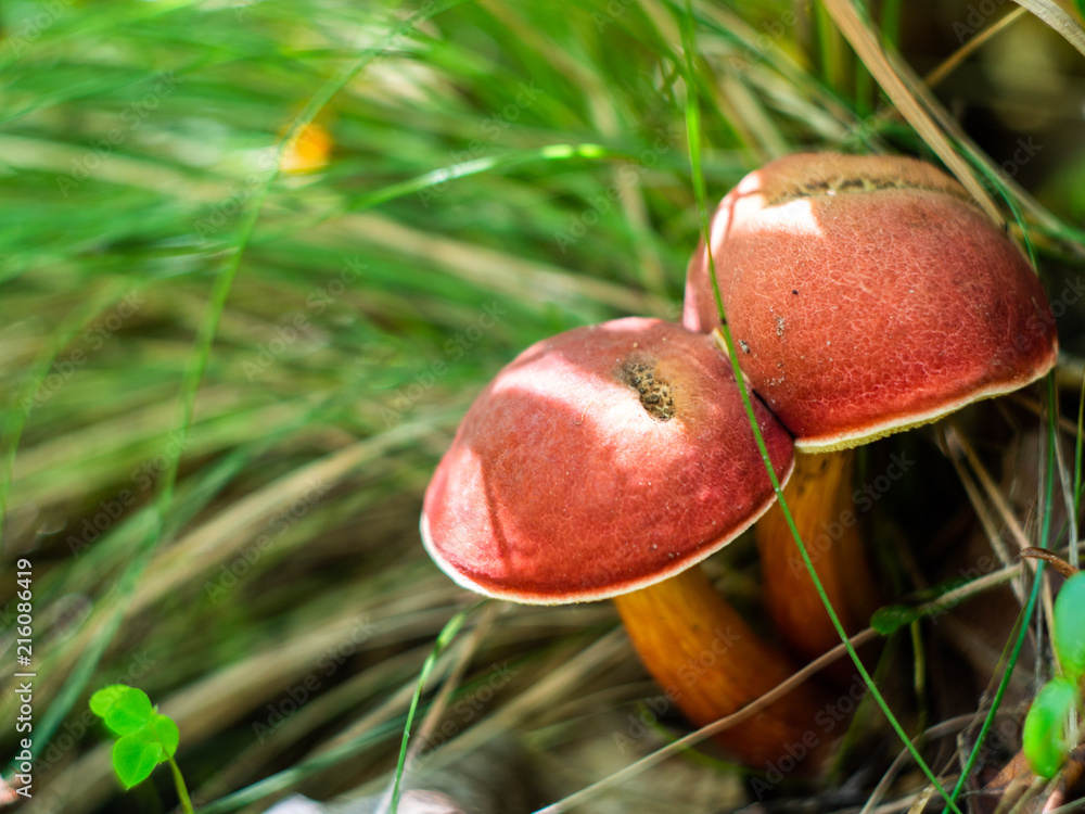 Xerocomus mushroom in the forest. Edible mushroom. Xerocomus mushroom in the forest. Edible mushroom.