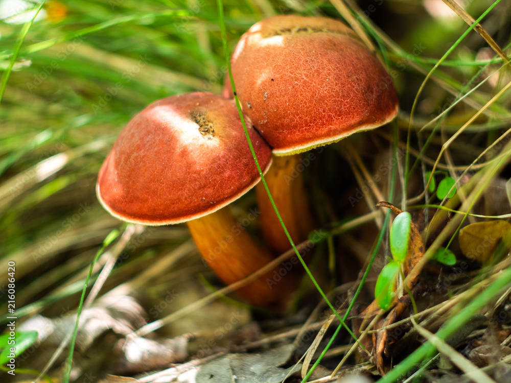 Xerocomus mushroom in the forest. Edible mushroom. Xerocomus mushroom in the forest. Edible mushroom.