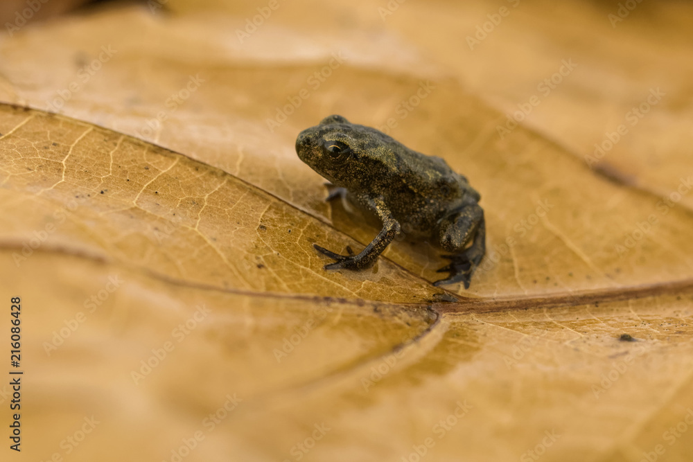 Freshly metamorphosed common toad on leaf litter Freshly metamorphosed common toad on leaf litter