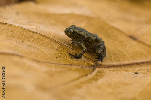 Freshly metamorphosed common toad on leaf litter