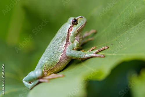 European tree frog on a wine leaf
