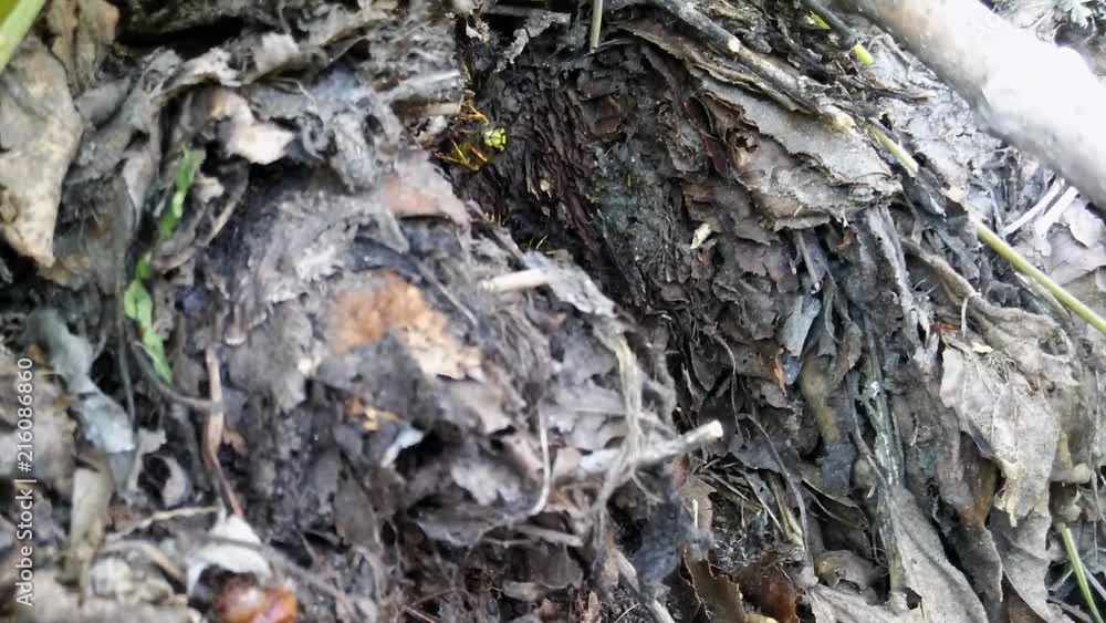 ground wasps in the nest. Aggressive insects arriving and departing their home in forest. Timelapse footage ground wasps in the nest. Aggressive insects arriving and departing their home in forest. Timelapse footage