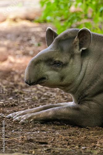 Fototapeta Naklejka Na Ścianę i Meble -  Lowland tapir resting in the shade