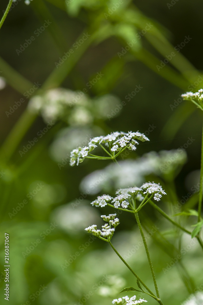 Torilis Torilis