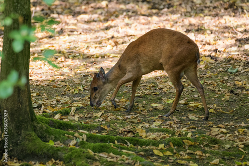 Red forest duiker looking for food in the shade of a tree photo