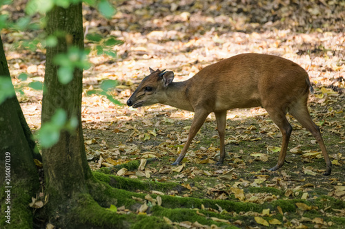 Red forest duiker looking for food in the shade of a tree photo