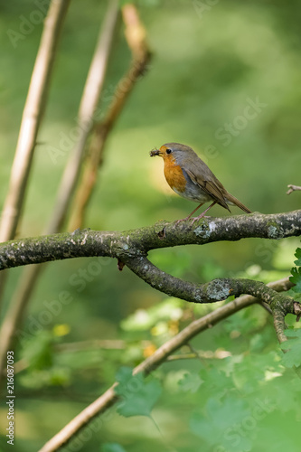 Red robin sitting on a branch with a spider in its beak